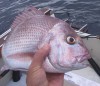 Small Two Rocks Pinkie just about to be released.